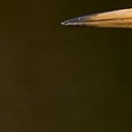 204A6246  Portrait daigrette